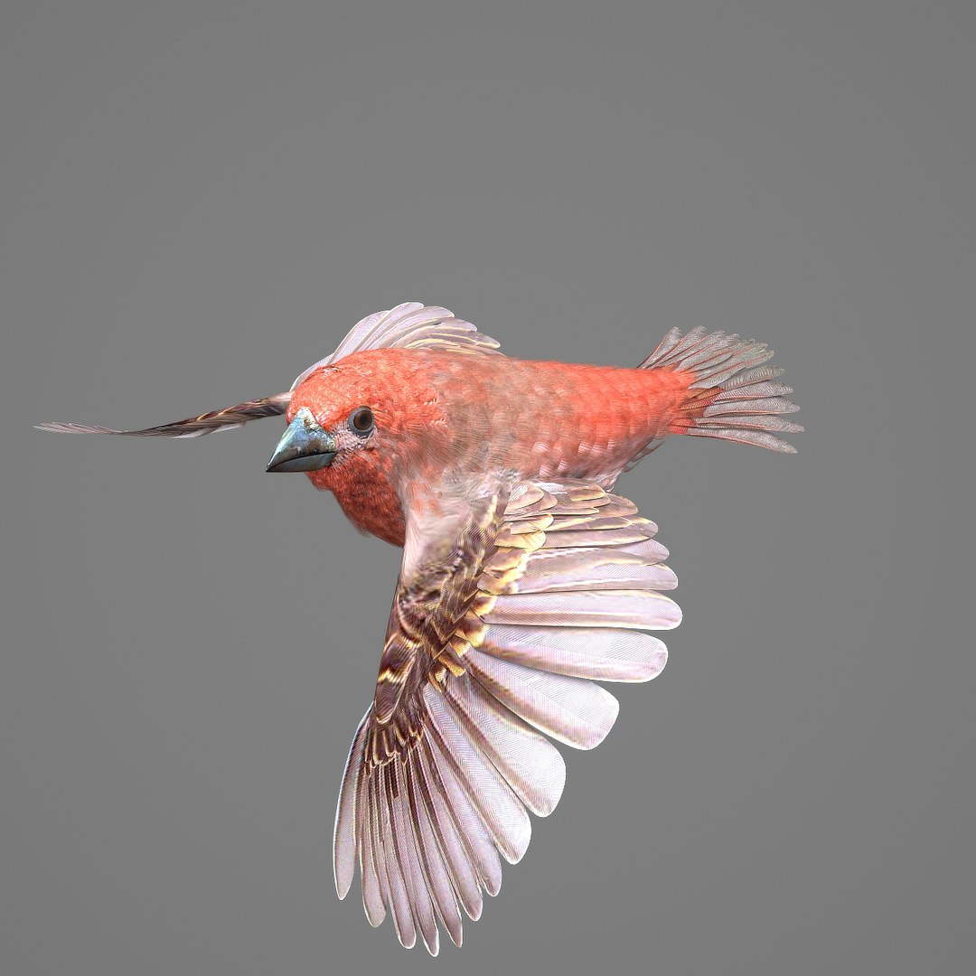 3d house finch model https://p.turbosquid.com/ts-thumb/gI/j8XoFT/nwMdNisq/hfinchsingelsb06/jpg/1411503219/1920x1080/fit_q87/be20a1ae7961da8229f2f8bcbfa1a5f725ff18be/hfinchsingelsb06.jpg