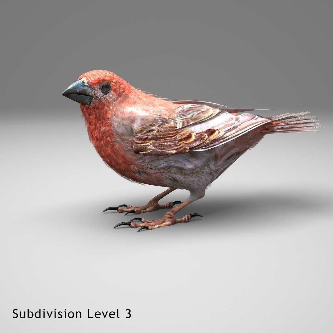 3d house finch model https://p.turbosquid.com/ts-thumb/gI/j8XoFT/puoLW120/hfinchsingelsb12/jpg/1413140435/1920x1080/fit_q87/2b09682c40ba25113d8d6c0be3004fe2135154e0/hfinchsingelsb12.jpg