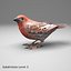 House Finch