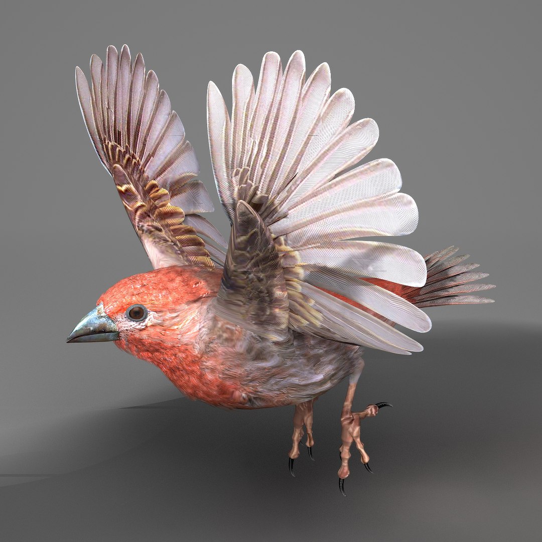 Finch 3d. Low poly 3d bird. Finch 3d. Rigged bird. Finch 3d.