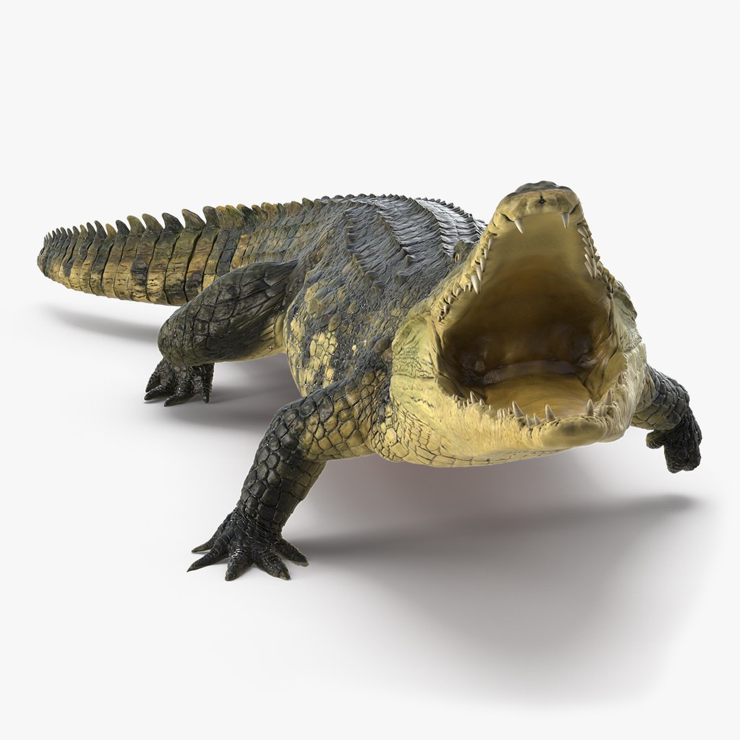 Animated Crocodile Attack Rigged for Cinema 4D 3D model preview