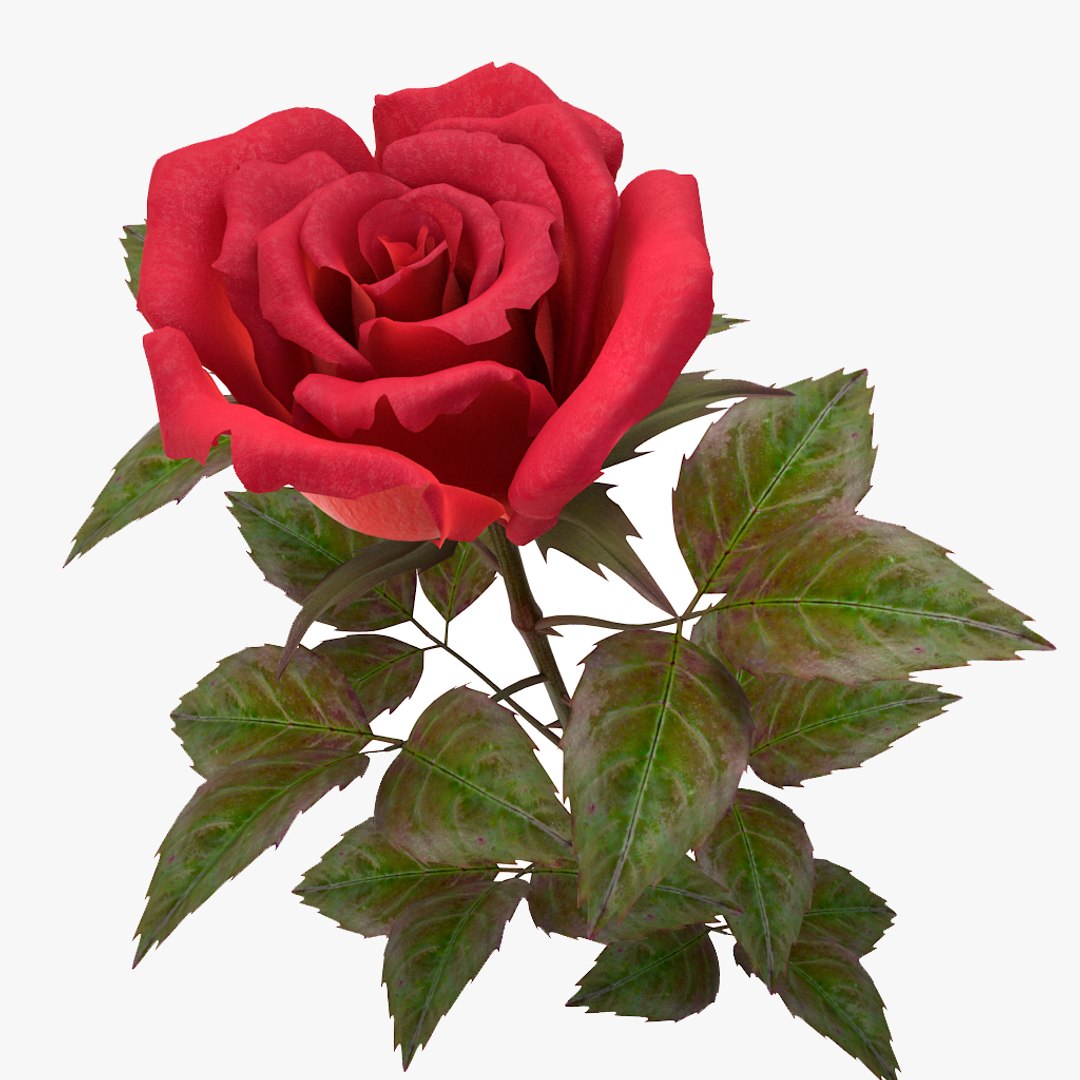 3d Rose Red V 2 Model