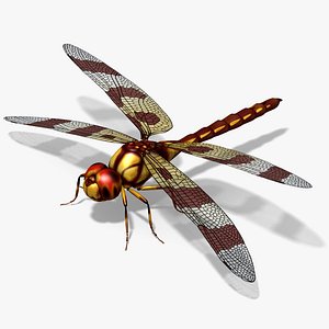 Dragonfly 3D model
