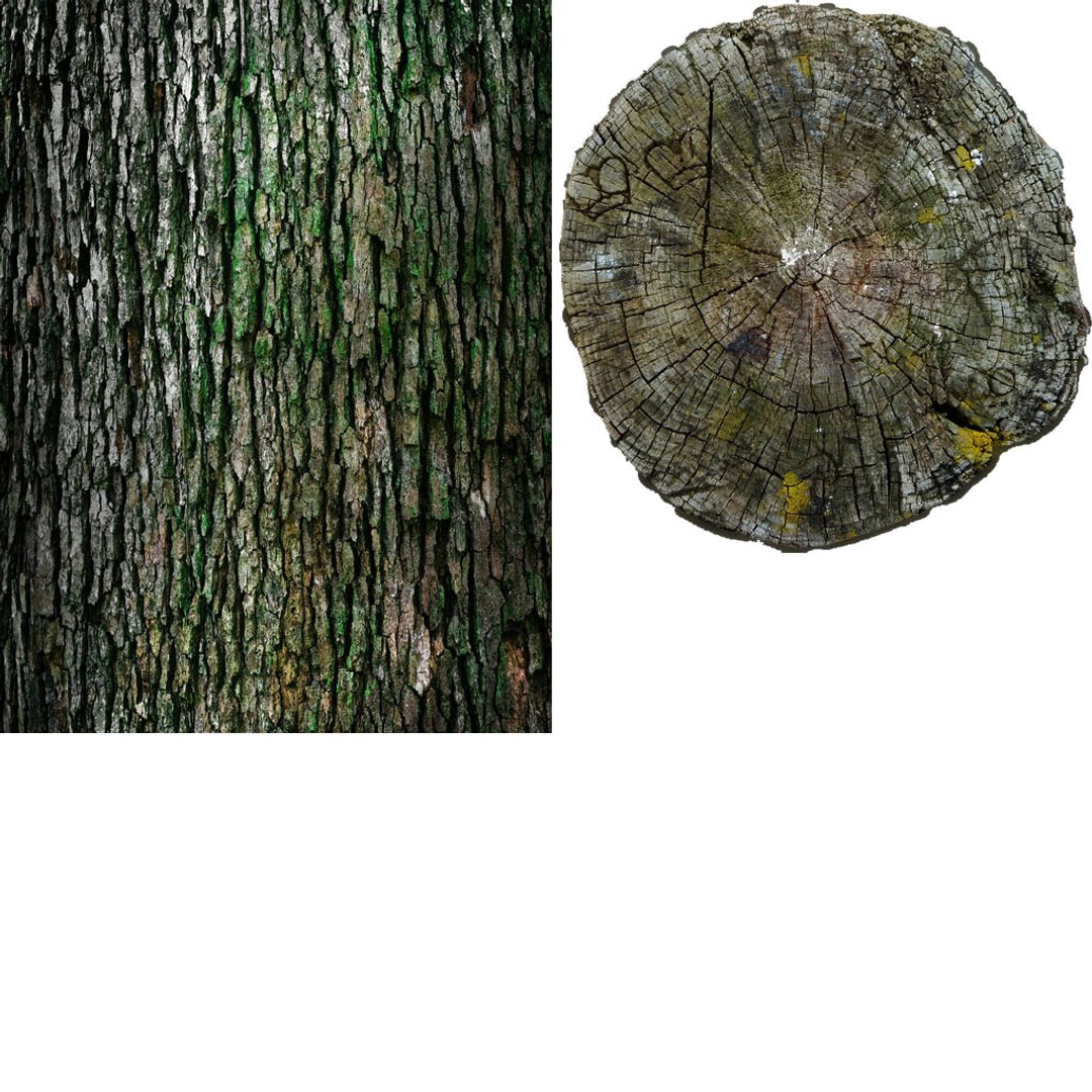 3d model log tree https://p.turbosquid.com/ts-thumb/gI/vAu6y3/wK76eWKm/log2texture/jpg/1467318335/1920x1080/fit_q87/e672c5ba5c497849aa084eb38b8971613a910c18/log2texture.jpg