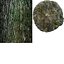 Log