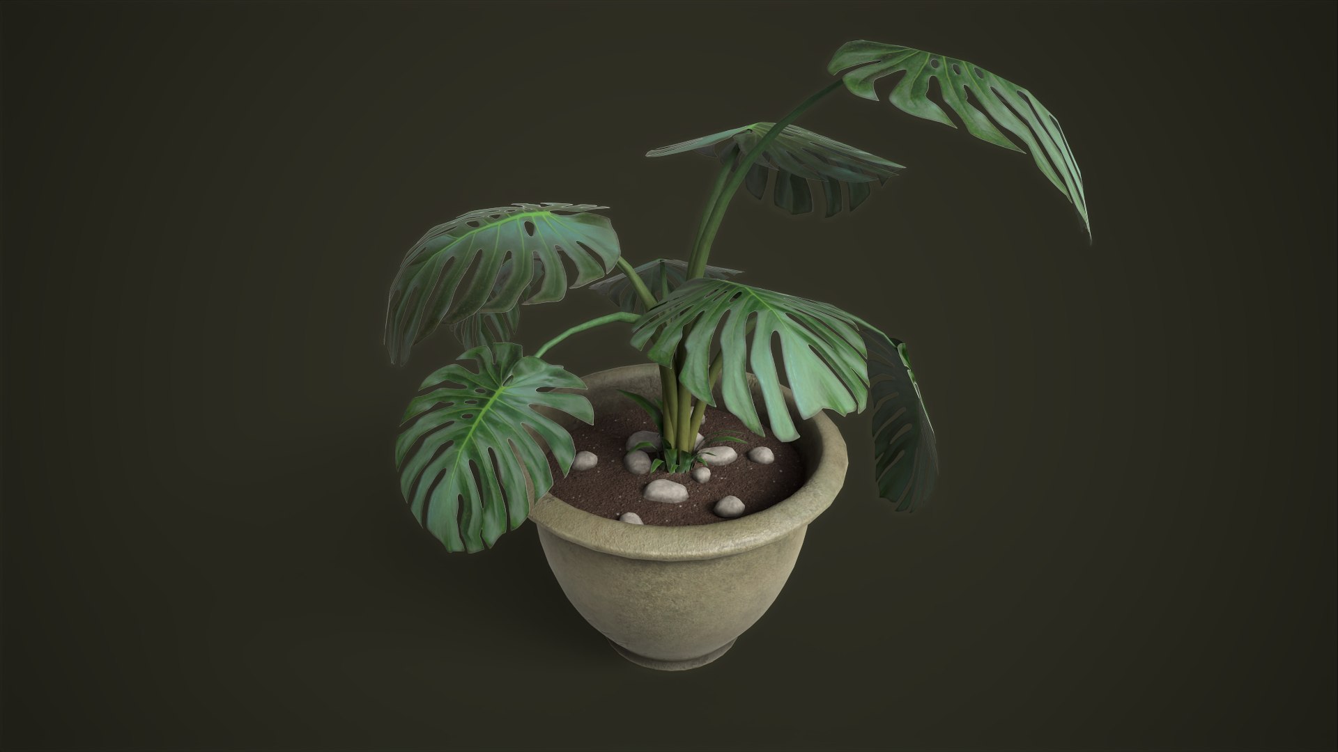 3D model Monstera in a pot https://p.turbosquid.com/ts-thumb/gI/xpeAEF/9K/tbrender_viewport_011/png/1678959364/1920x1080/fit_q87/a2e0d4f907e20a150c7368f46c84bf0547130979/tbrender_viewport_011.jpg