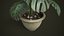 Monstera w doniczce