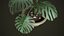Monstera w doniczce