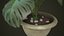 Monstera w doniczce