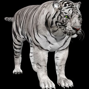 White Tiger model