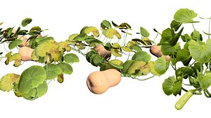 High-Detail Squash Plant 3D