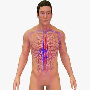 Natural body with Arteries and Veins model