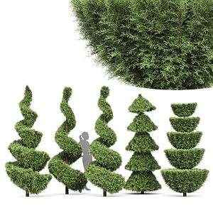 Beloved Italian Cypress 5 trees ideas model