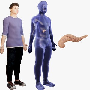 Pancreas Human organ 3D