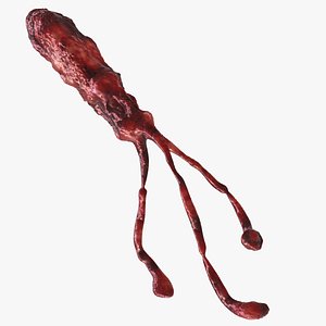 Helicobacter Pylori