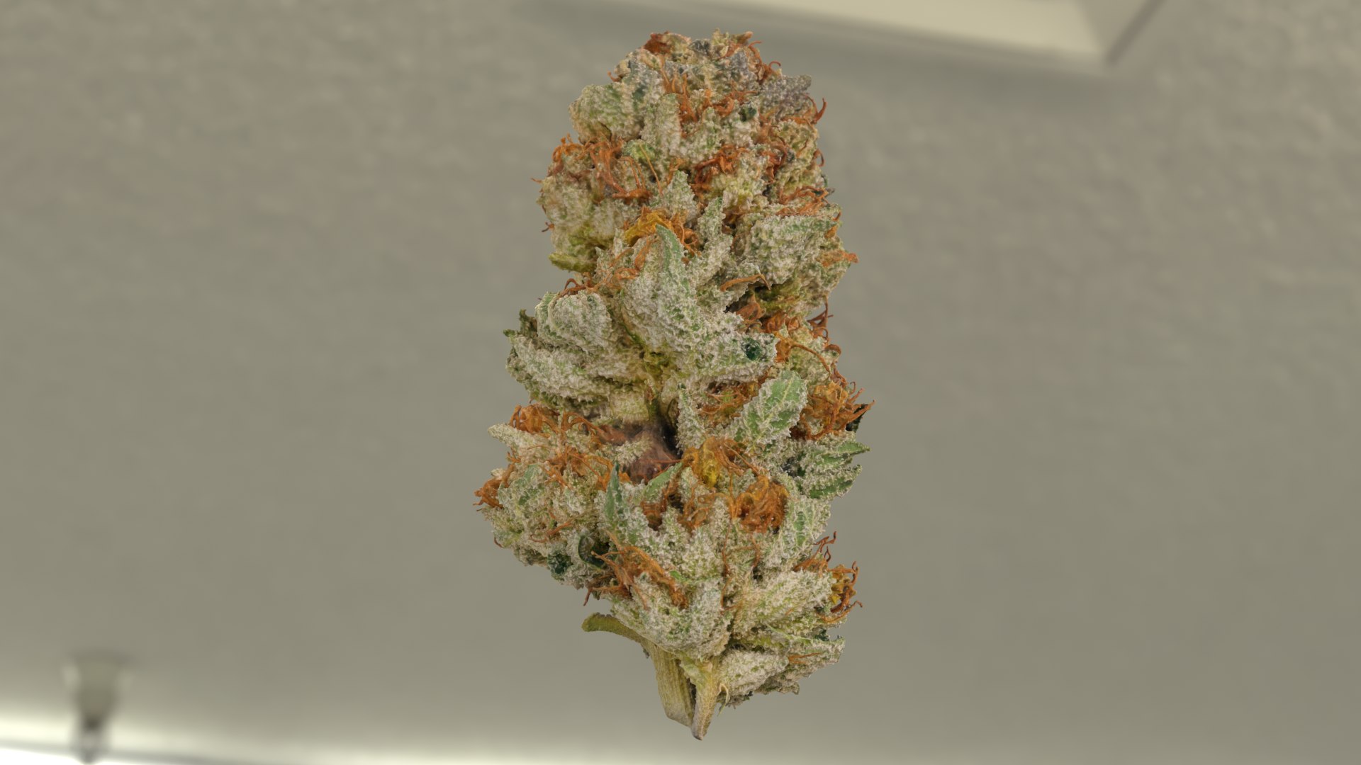 3D Model Strawnana Cannabis Bud - TurboSquid 1999000