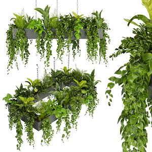 3D Collection plant vol 279 - indoor - hanging - ampelous - 3dmodel - fbx - obj - 3dmax model