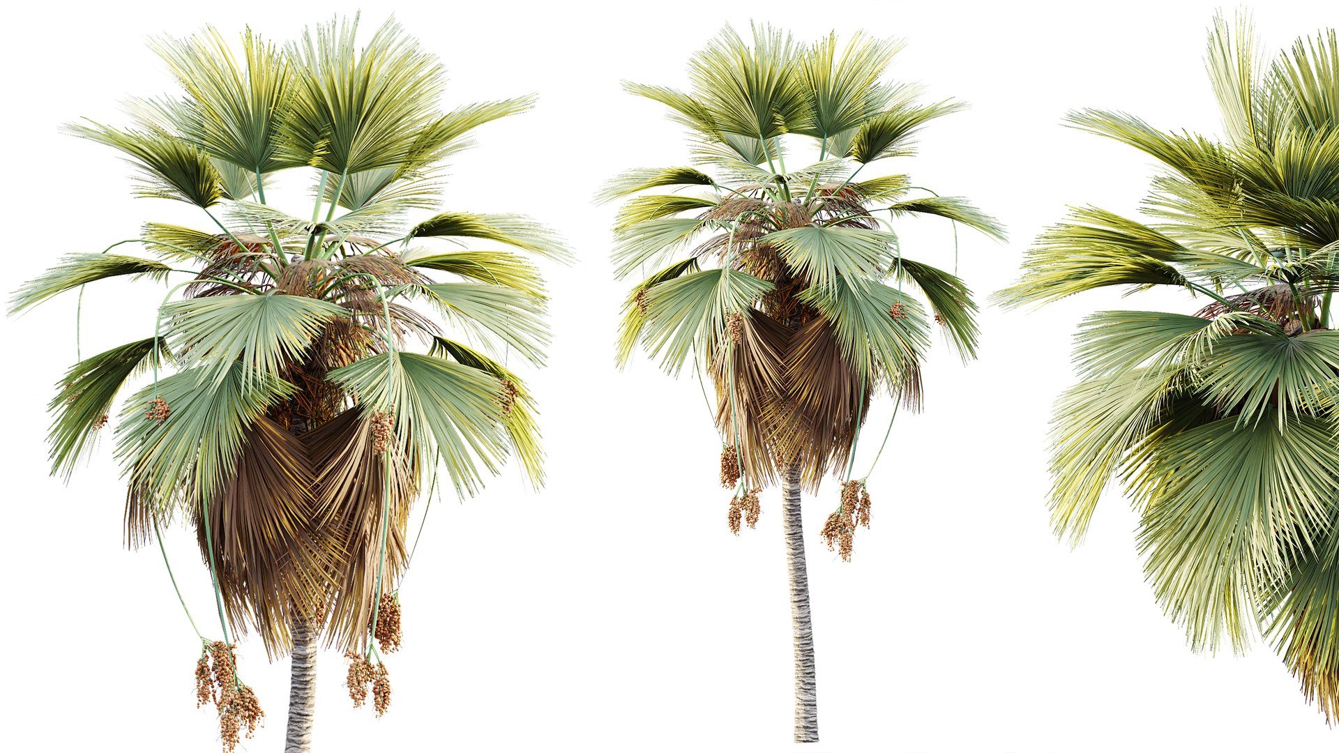 3D AV Plant Pritchardia Pacifica Palm Tree 03 model https://p.turbosquid.com/ts-thumb/gJ/p7BhSe/I6/04/png/1787648254/1920x1080/fit_q87/dd352011866d7a19d81c3f3356115950589d1413/04.jpg