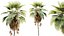AV Plant Pritchardia Pacifica Palm Tree 03