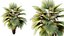 AV Plant Pritchardia Pacifica Palm Tree 03