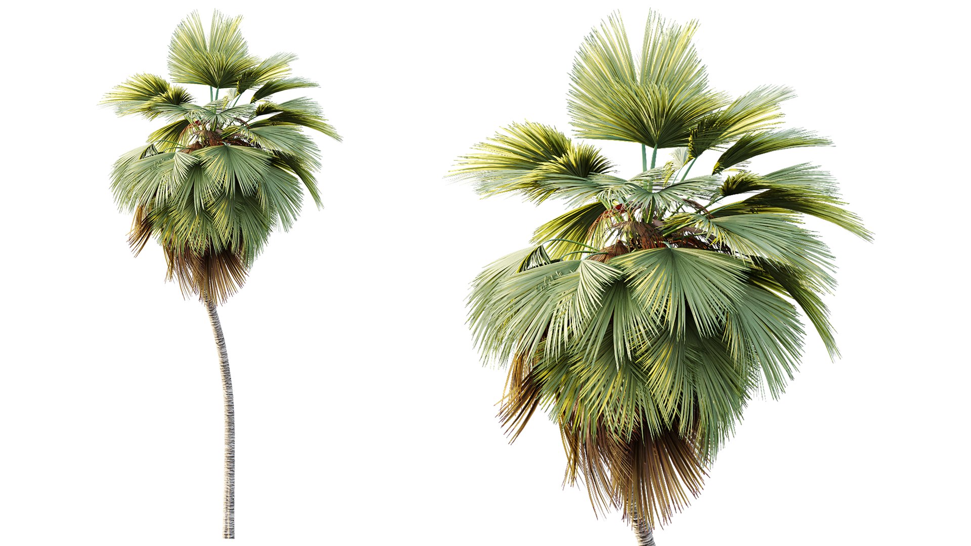 3D AV Plant Pritchardia Pacifica Palm Tree 03 model https://p.turbosquid.com/ts-thumb/gJ/p7BhSe/WH/03/png/1787648251/1920x1080/fit_q87/1ac6b3ca1868deb4538506db628f976501e53c2a/03.jpg