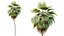 AV Plant Pritchardia Pacifica Palm Tree 03