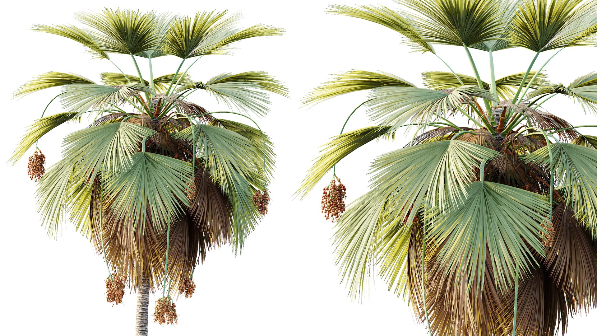 3D AV Plant Pritchardia Pacifica Palm Tree 03 model https://p.turbosquid.com/ts-thumb/gJ/p7BhSe/bB/02/png/1787648249/1920x1080/fit_q87/035ee0373a3e9aee832602791edb518e835147a4/02.jpg