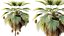 AV Plant Pritchardia Pacifica Palm Tree 03