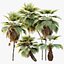 AV Plant Pritchardia Pacifica Palm Tree 03