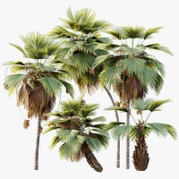 AV Plant Pritchardia Pacifica Palm Tree 03