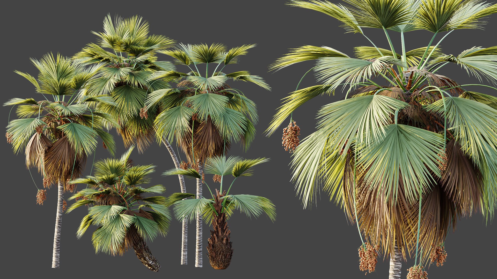 3D AV Plant Pritchardia Pacifica Palm Tree 03 model https://p.turbosquid.com/ts-thumb/gJ/p7BhSe/hc/06/png/1787648257/1920x1080/fit_q87/d2635ea1996c87985aff75dd47cf248d683a23ec/06.jpg