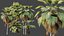 AV Plant Pritchardia Pacifica Palm Tree 03