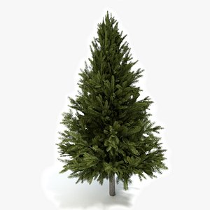 Pine Tree 2