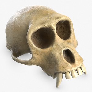 3d monkey skull subdivision 2