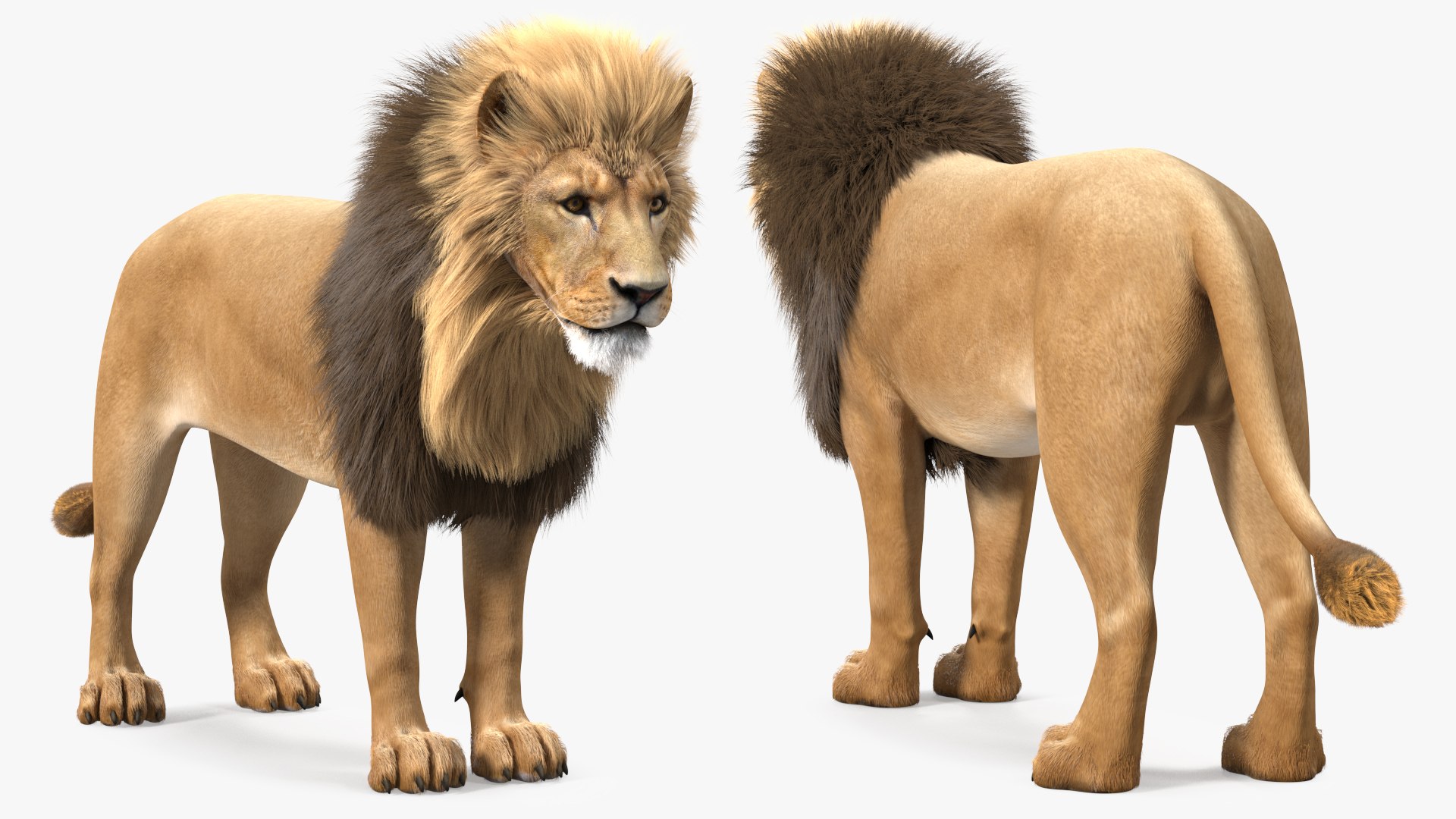 Male Lion Fur 3D model preview