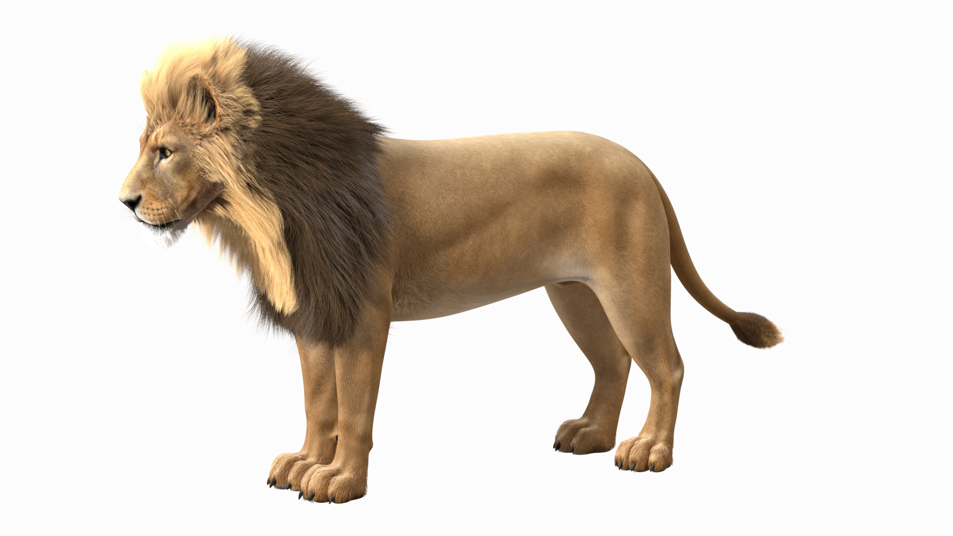 Male Lion Fur 3D Model - TurboSquid 1755995