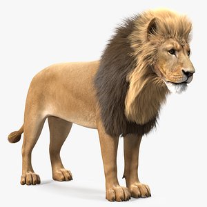 Male Lion Fur 3D model