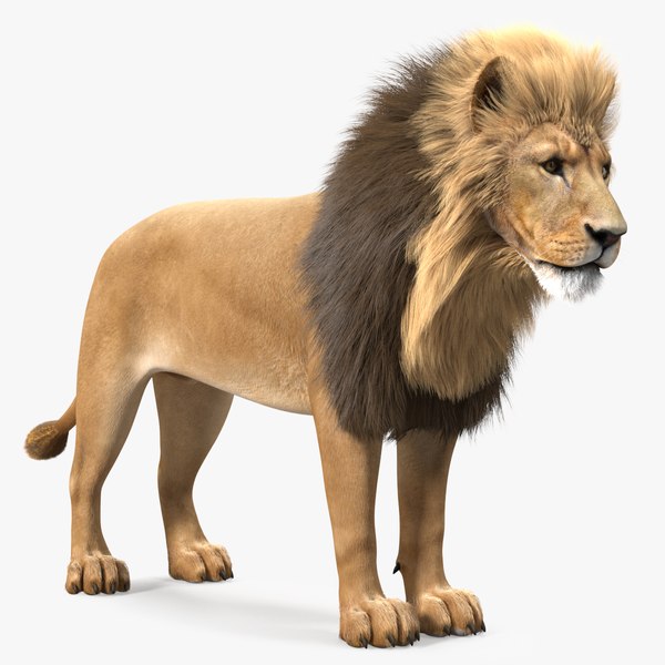 Lion 3D Models for Download | TurboSquid