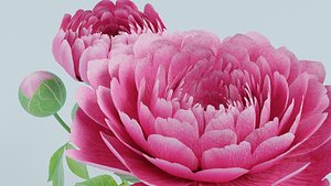 Peony 3D model
