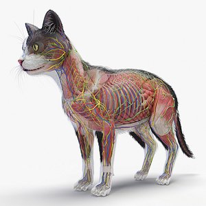 3D Full Cat Male Anatomy Static - Hair Cards model