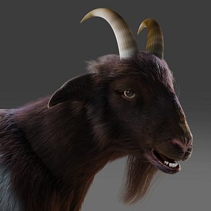 3D Fur Goat 03 NO Rigged in Blender