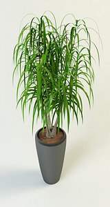dracaena palm