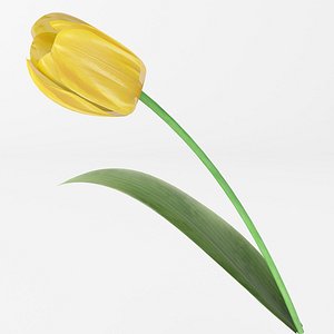 realistic yellow tulip 3d model
