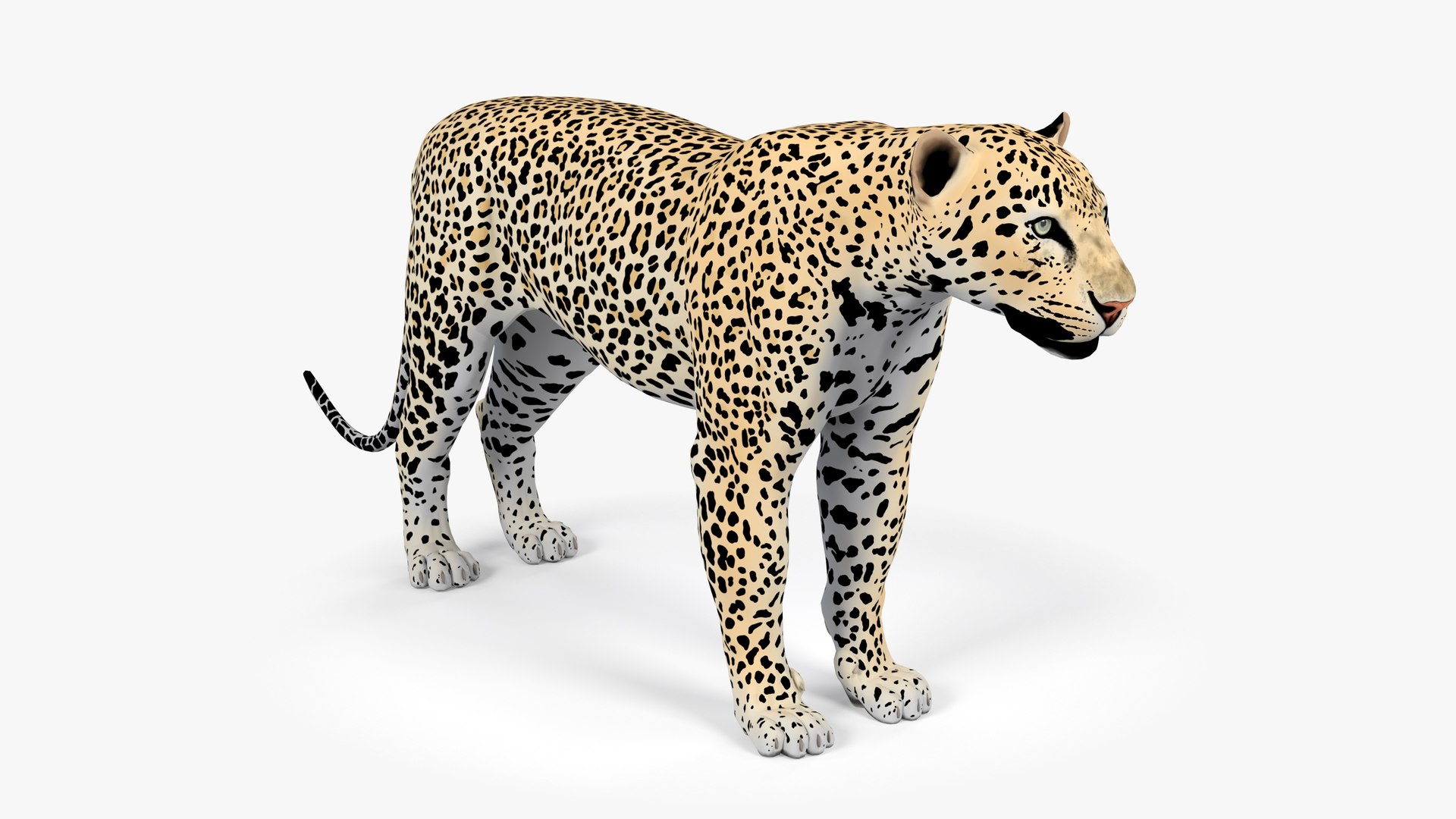 LeopardUnityPackage 3D model https://p.turbosquid.com/ts-thumb/gL/4Sf20C/3y/leopard_image1/jpg/1723617090/1920x1080/fit_q87/5f1fabcb908fd3b8348cbd77f4e8cdb71ad32239/leopard_image1.jpg