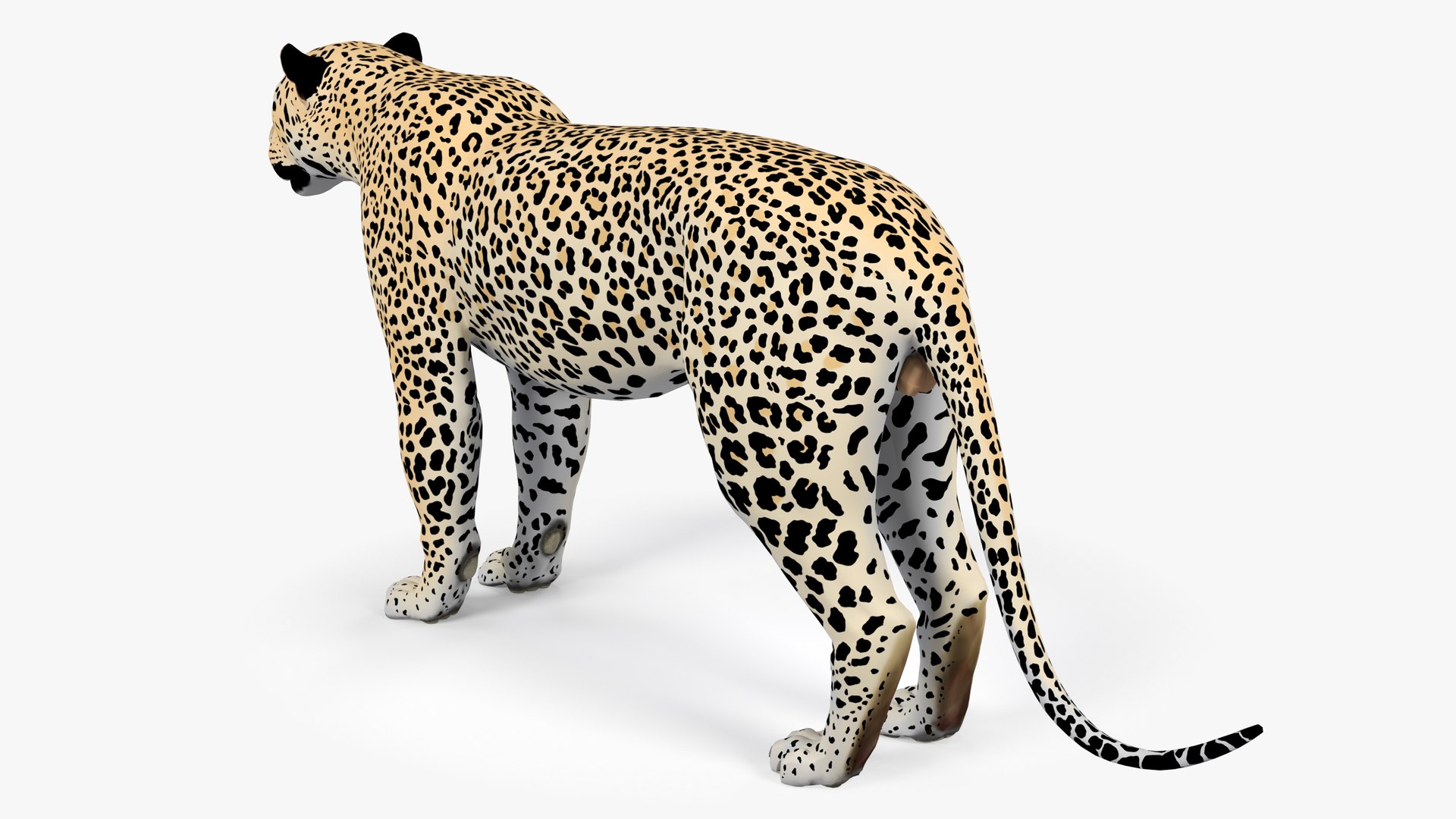 LeopardUnityPackage 3D model https://p.turbosquid.com/ts-thumb/gL/4Sf20C/DO/leopard_image2/jpg/1723617090/1920x1080/fit_q87/8e93547152fdc01bf23ea6d094c926b36930d452/leopard_image2.jpg