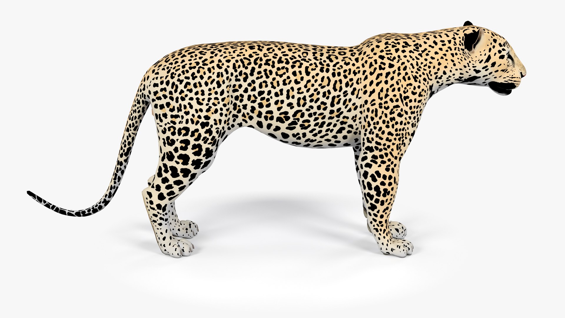 LeopardUnityPackage 3D model https://p.turbosquid.com/ts-thumb/gL/4Sf20C/oG/leopard_image5/jpg/1723617093/1920x1080/fit_q87/63175c3f50e7980bde05057a1954d4867c41ce88/leopard_image5.jpg