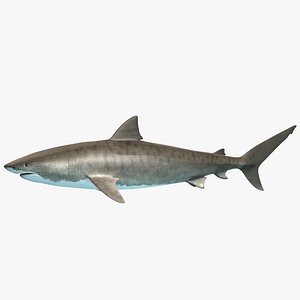 Tiger Shark