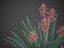 XfrogPlants Aloe Blue Elf - Aloe Monrovia