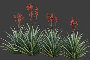 3D XfrogPlants Aloe Blue Elf - Aloe Monrovia
