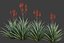 XfrogPlants Aloe Blue Elf - Aloe Monrovia